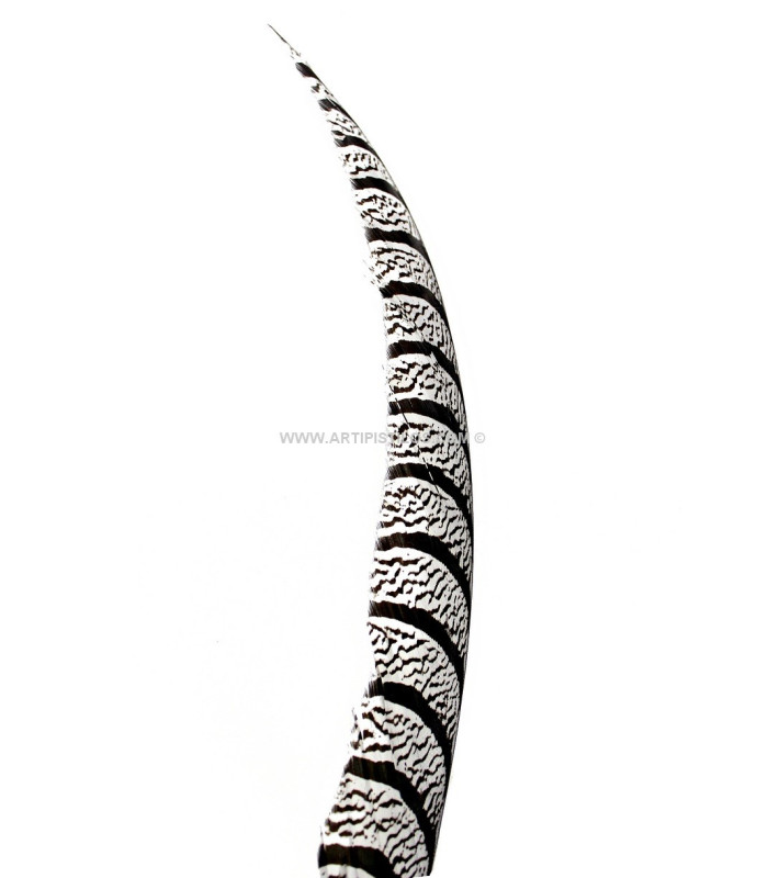 PLUME DE FAISAN LADY AMHERST 80-90 CMS.