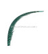 PLUME DE FAISAN LADY AMHERST 80-90 CMS.