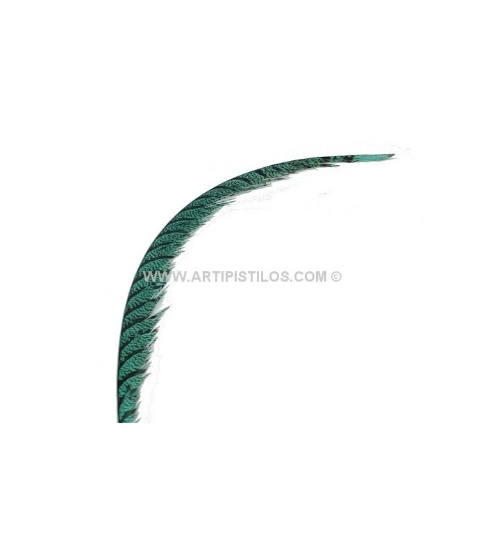 PLUME DE FAISAN LADY AMHERST 80-90 CMS.