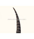 PLUME DE FAISAN LADY AMHERST 80-90 CMS.