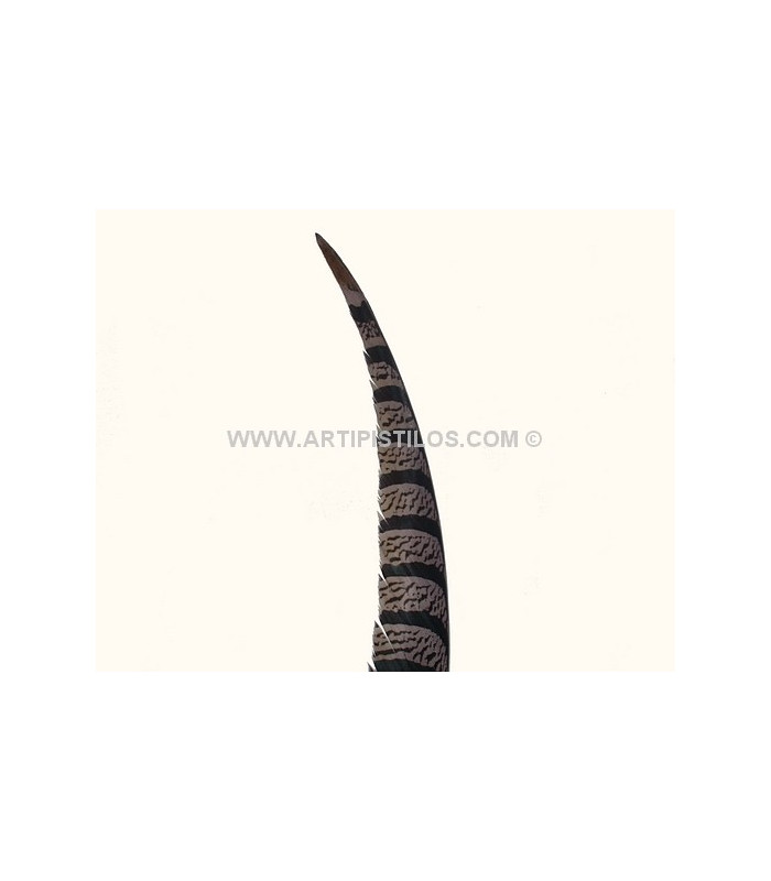 PLUME DE FAISAN LADY AMHERST 80-90 CMS.