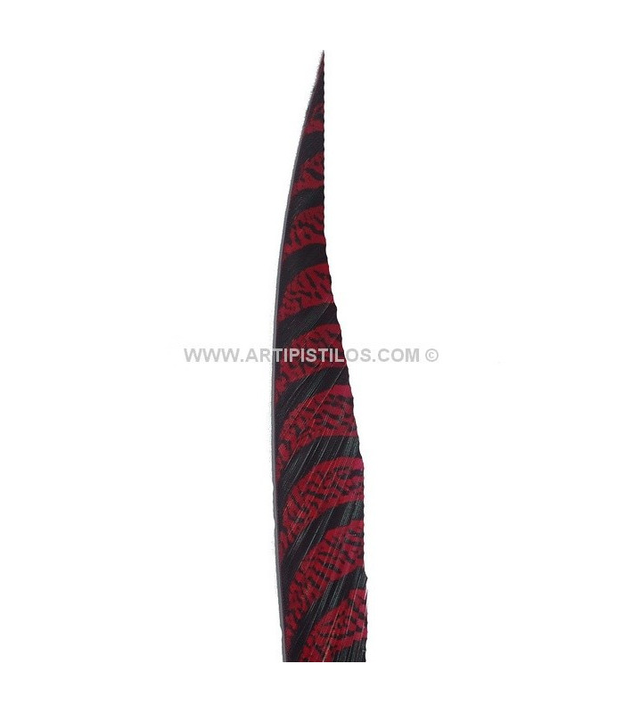 PLUME DE FAISAN LADY AMHERST 80-90 CMS.