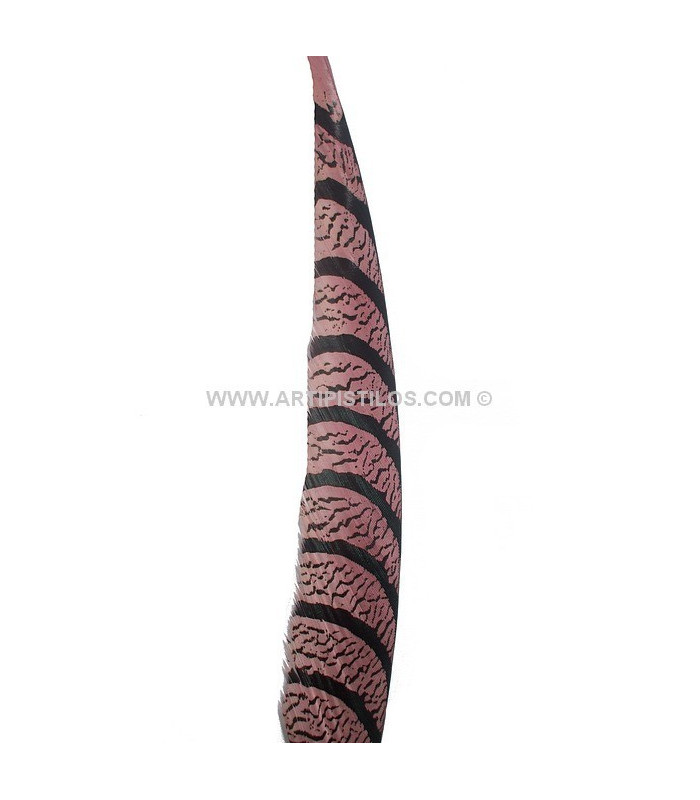 PLUME DE FAISAN LADY AMHERST 80-90 CMS.