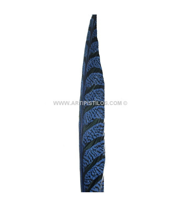 PLUME DE FAISAN LADY AMHERST 80-90 CMS.