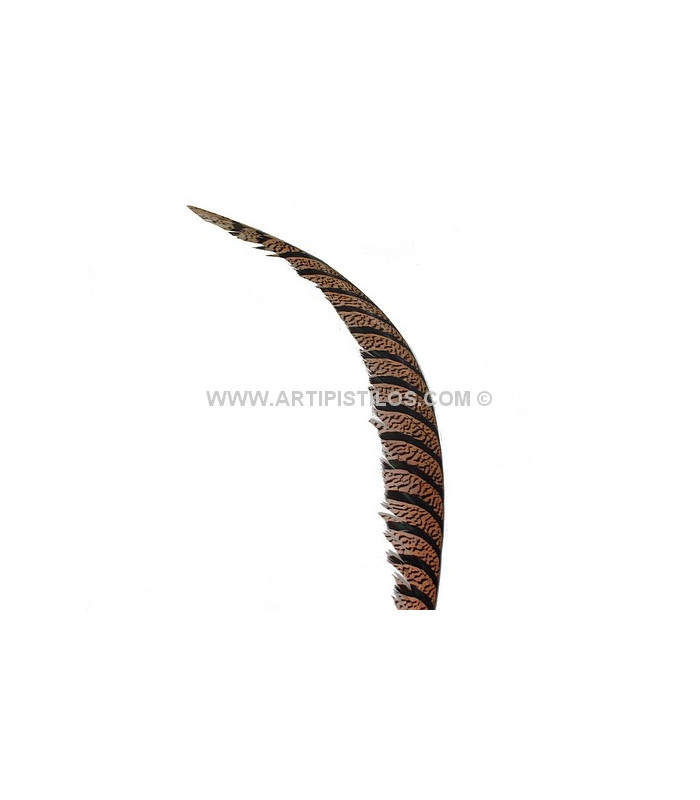 PLUME DE FAISAN LADY AMHERST 80-90 CMS.