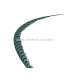 PLUME DE FAISAN LADY AMHERST 80-90 CMS.