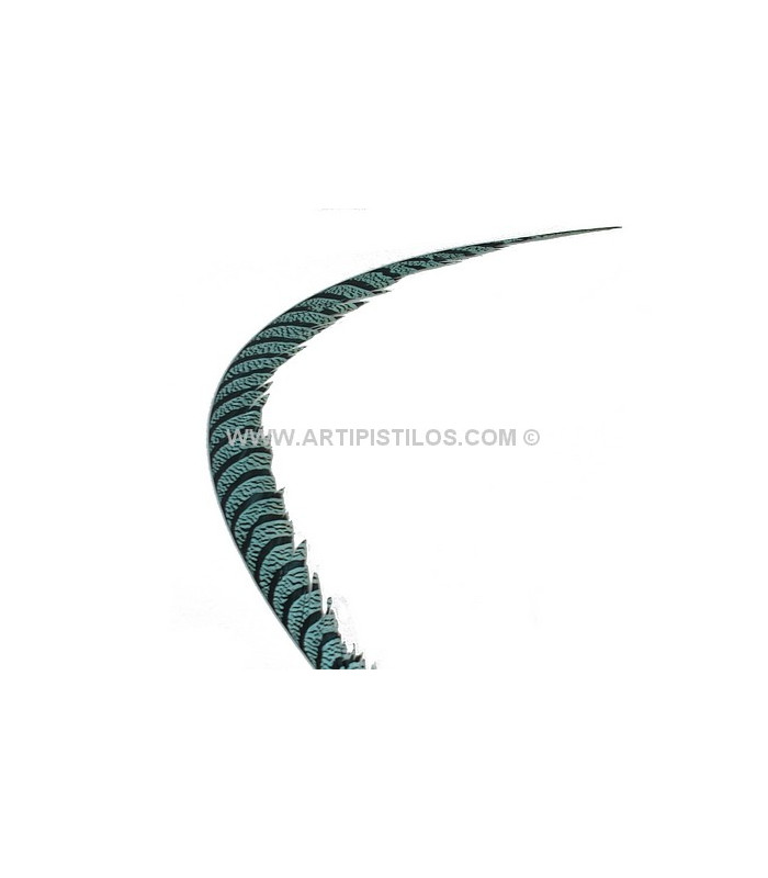 PLUME DE FAISAN LADY AMHERST 80-90 CMS.