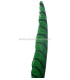 PLUME DE FAISAN LADY AMHERST 80-90 CMS.