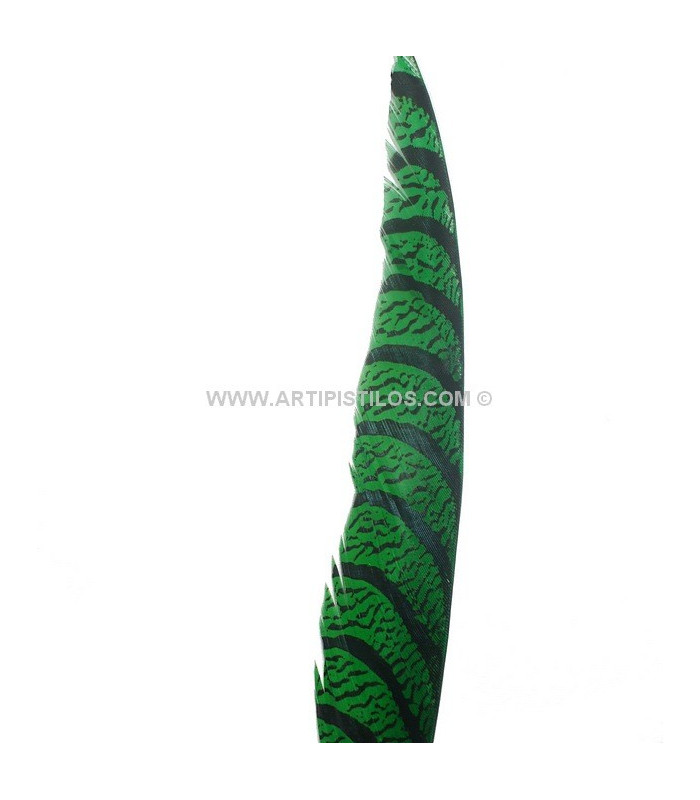 PLUME DE FAISAN LADY AMHERST 80-90 CMS.