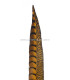 PLUME DE FAISAIN LADY AMHERST 40-45 CMS.