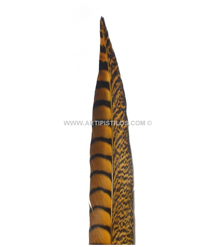 PLUME DE FAISAIN LADY AMHERST 40-45 CMS.