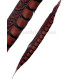PLUME DE FAISAIN LADY AMHERST 40-45 CMS.