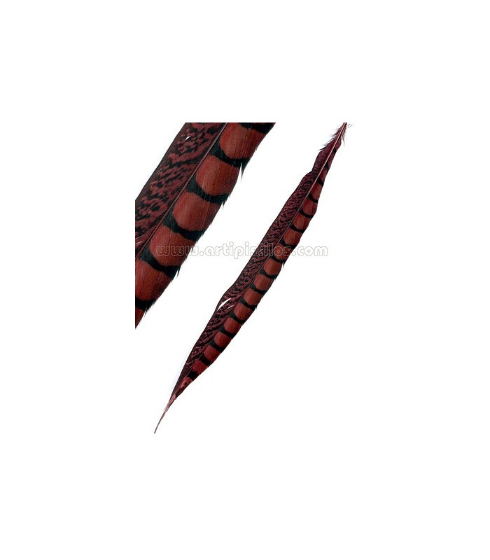 PLUME DE FAISAIN LADY AMHERST 40-45 CMS.
