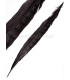PLUME DE FAISAIN LADY AMHERST 40-45 CMS.