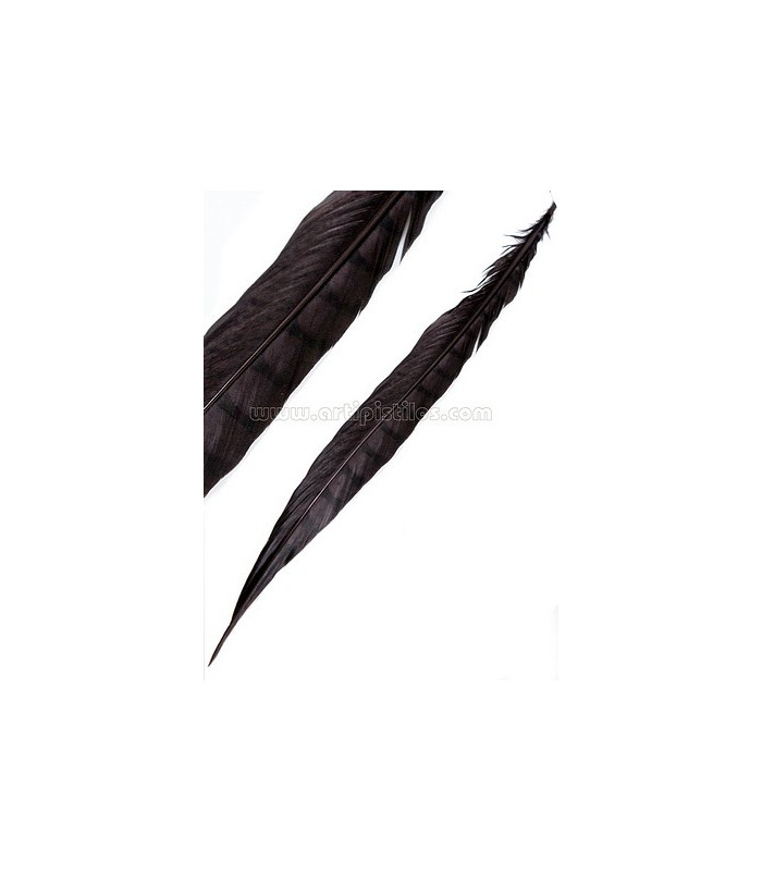 PLUME DE FAISAIN LADY AMHERST 40-45 CMS.