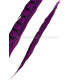 PLUME DE FAISAIN LADY AMHERST 40-45 CMS.