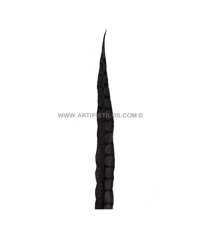 PLUME DE FAISAIN LADY AMHERST 40-45 CMS.