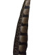PLUME DE FAISAIN LADY AMHERST 40-45 CMS.