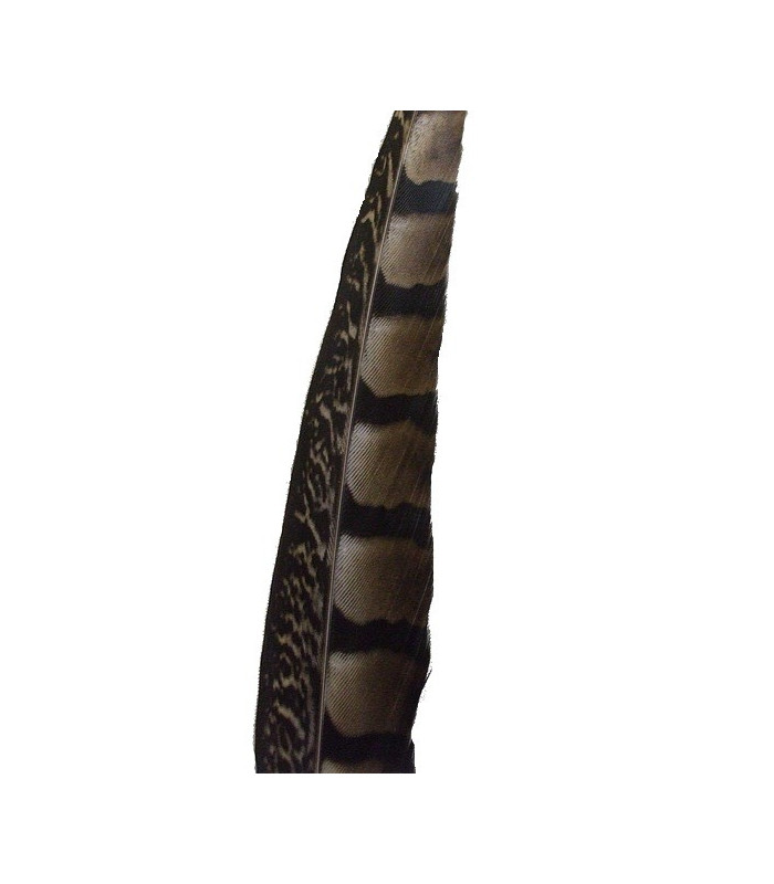 PLUME DE FAISAIN LADY AMHERST 40-45 CMS.