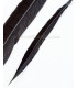 PLUME DE FAISAIN LADY AMHERST 40-45 CMS.