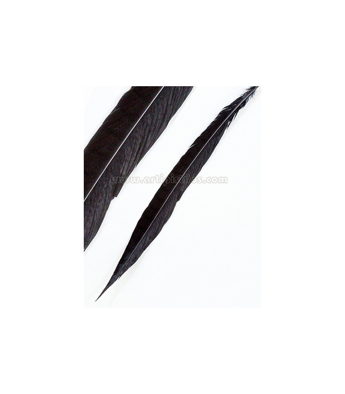 PLUME DE FAISAIN LADY AMHERST 40-45 CMS.