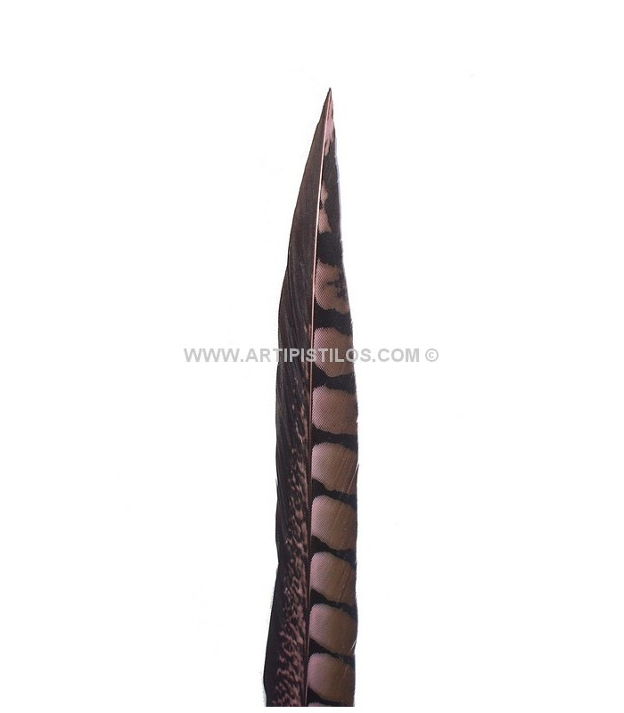 PLUME DE FAISAIN LADY AMHERST 40-45 CMS.
