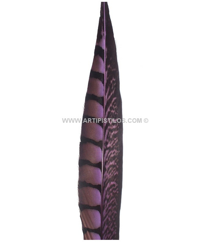 PLUME DE FAISAIN LADY AMHERST 40-45 CMS.