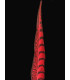PLUME DE FAISAIN LADY AMHERST 40-45 CMS.