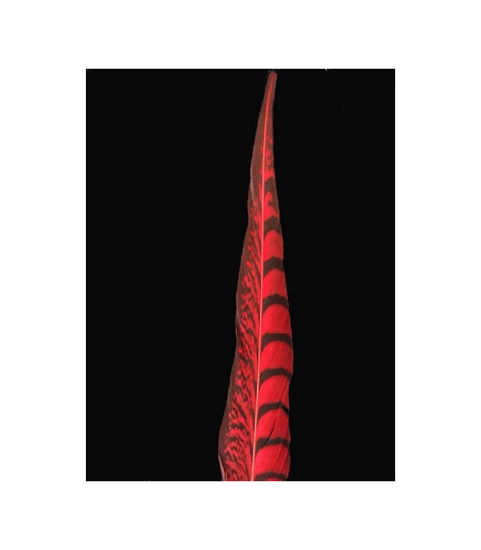PLUME DE FAISAIN LADY AMHERST 40-45 CMS.