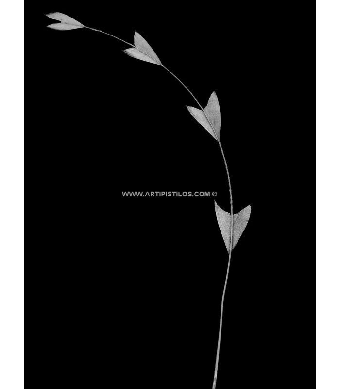 PLUME DE COQ DIAMANT 25 CMS.