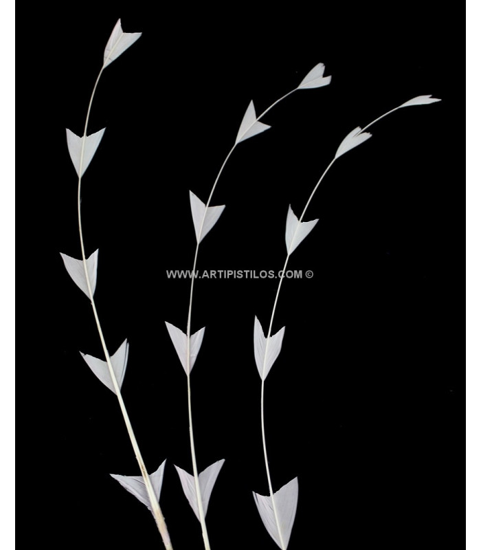 PLUME DE COQ DIAMANT 25 CMS.