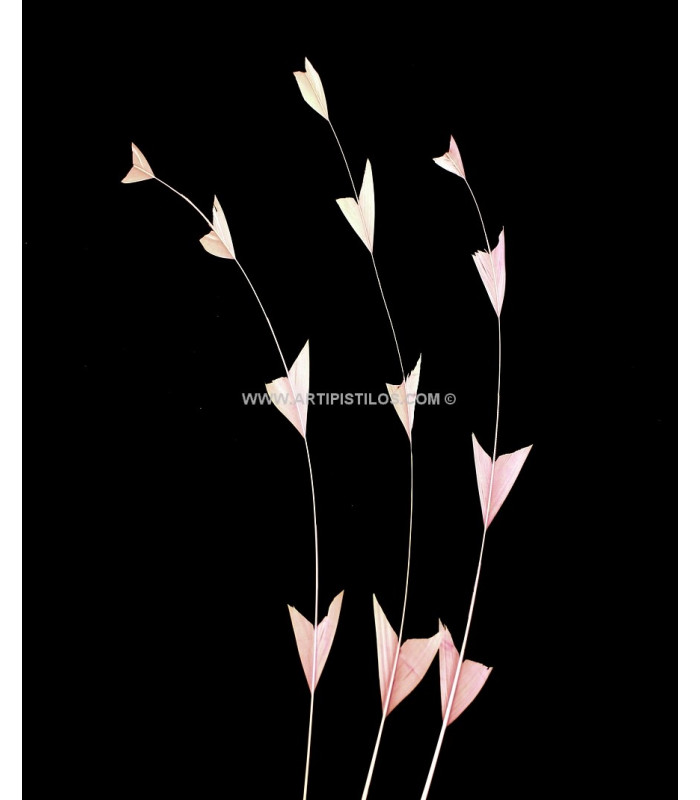 PLUME DE COQ DIAMANT 25 CMS.