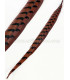 PLUME DE FAISAN REEVES 55 - 60 CMS.