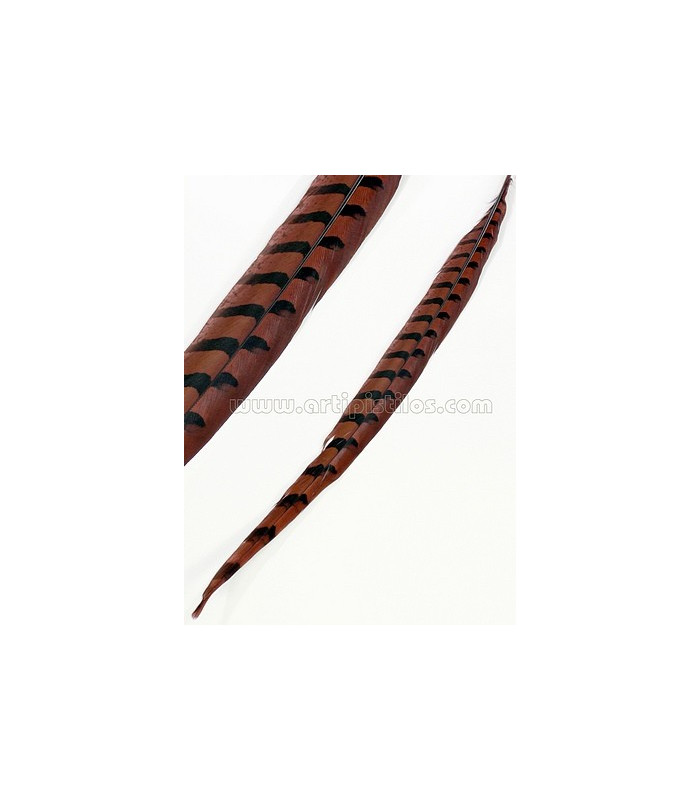 PLUME DE FAISAN REEVES 55 - 60 CMS.