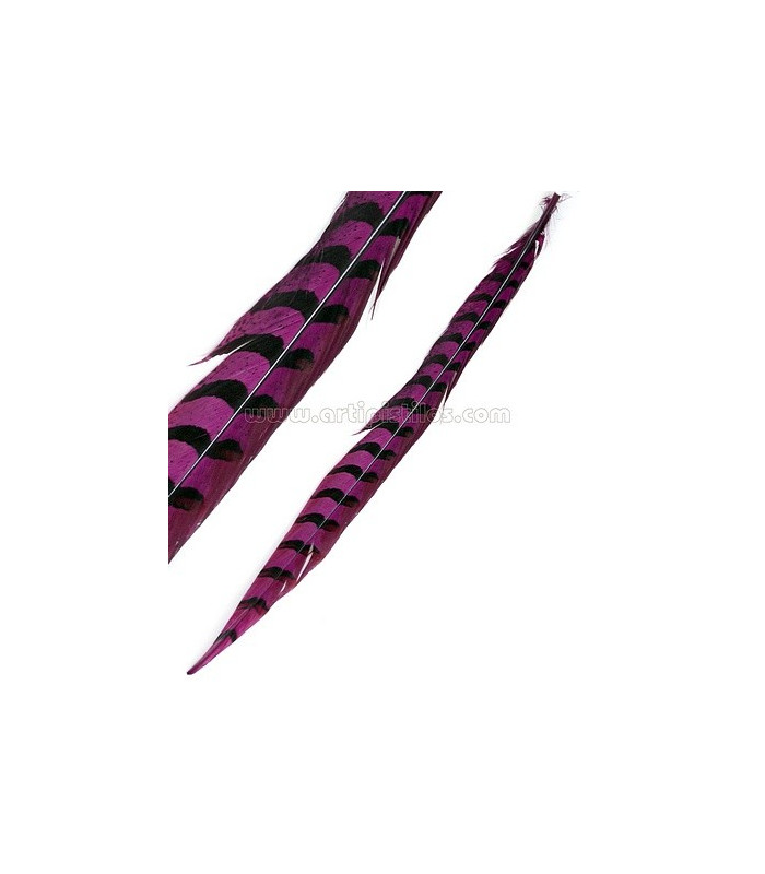 PLUME DE FAISAN REEVES 55 - 60 CMS.