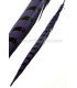 PLUME DE FAISAN REEVES 55 - 60 CMS.
