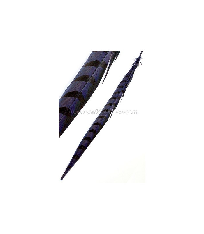 PLUME DE FAISAN REEVES 55 - 60 CMS.
