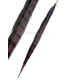 PLUME DE FAISAN REEVES 55 - 60 CMS.