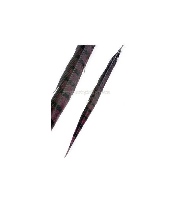 PLUME DE FAISAN REEVES 55 - 60 CMS.