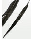 PLUME DE FAISAN REEVES 55 - 60 CMS.