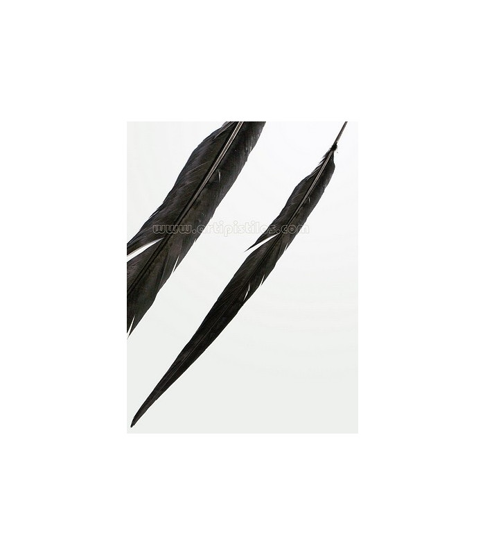 PLUME DE FAISAN REEVES 55 - 60 CMS.
