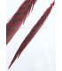 PLUME DE FAISAN REEVES 55 - 60 CMS.