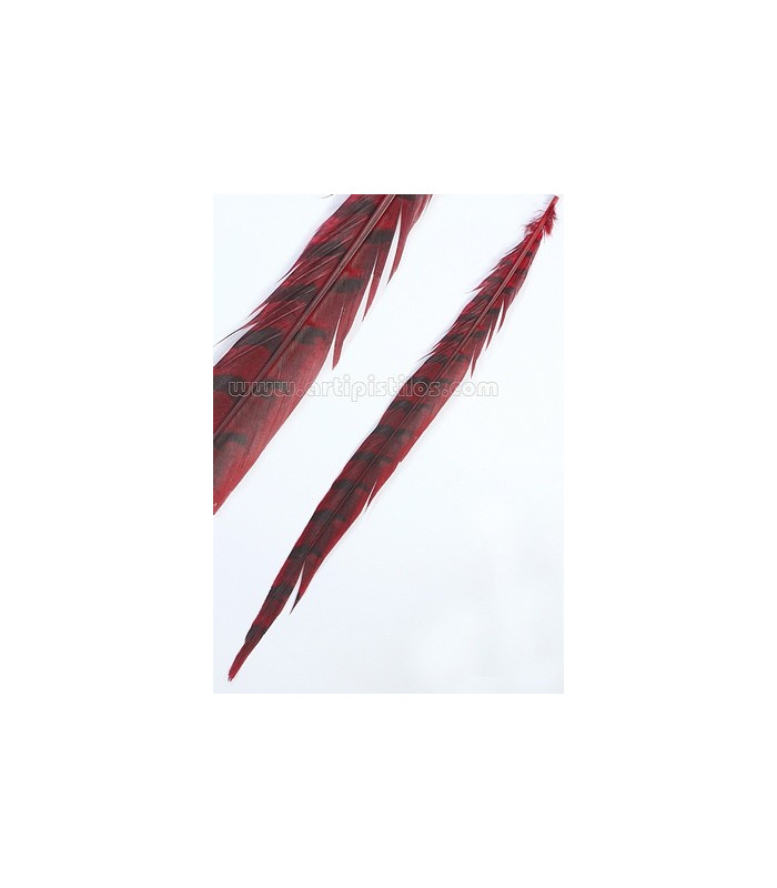 PLUME DE FAISAN REEVES 55 - 60 CMS.