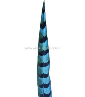 PLUME DE FAISAN REEVES 55 - 60 CMS.