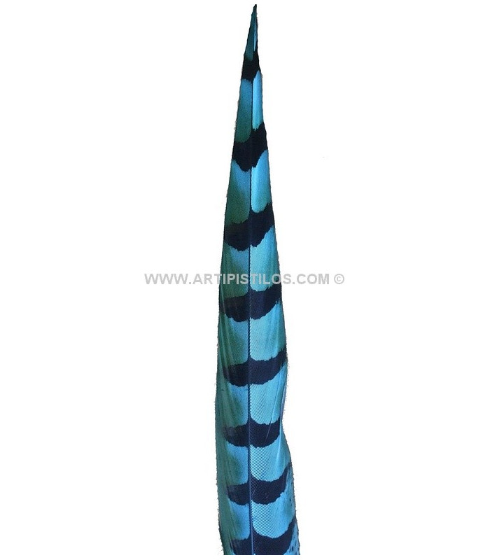 PLUME DE FAISAN REEVES 55 - 60 CMS.
