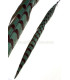 PLUME DE FAISAN REEVES 55 - 60 CMS.