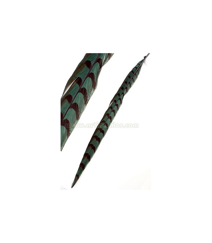 PLUME DE FAISAN REEVES 55 - 60 CMS.