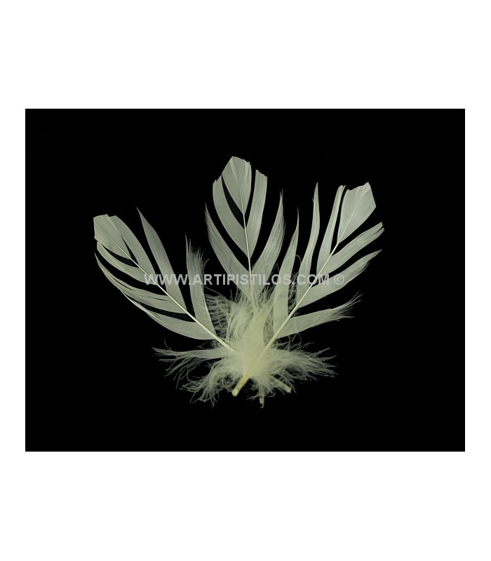 PLUME DECOUPÉE "FLANDES" 15 CMS.