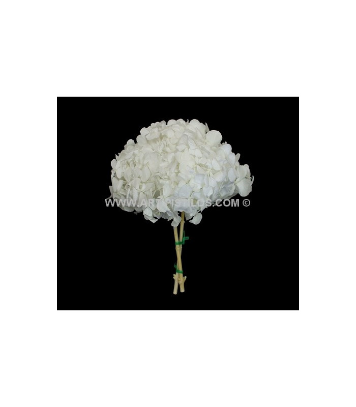 BOUQUET HORTENSIA PRÉSERVÉE