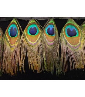PLUMES DE PAON 10 CMS.